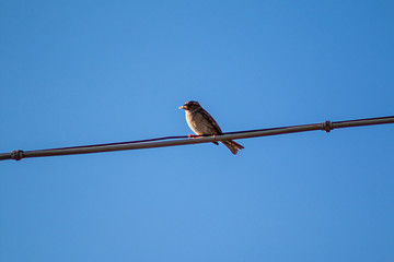 Uccello su un filo