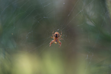 spider on a web