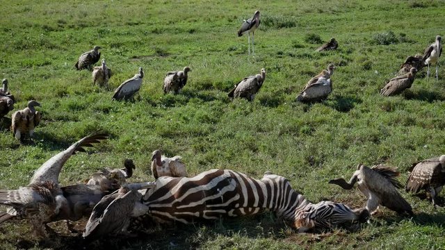 Vultures Eat Carrion From The Carcass Of A Dead Zebra In The African Plain