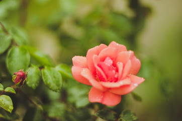 red rose 