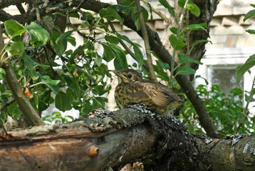 Baby chicks thrush sitting on a tree branch
