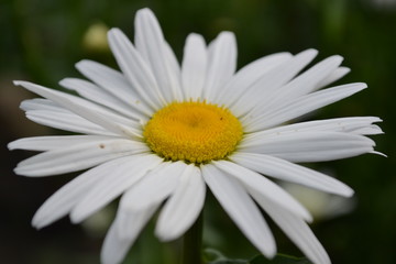 Fototapeta premium white daisy