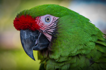 Green Macaw 01