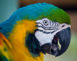 Blue and Gold Macaw 1
