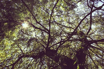 sous le saule saule pleureur