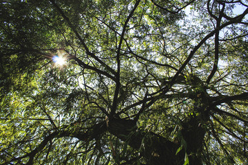 sous le saule 