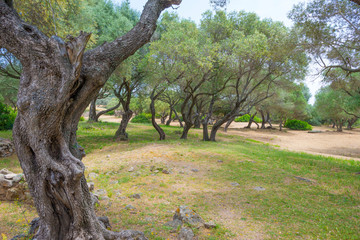 Scenic landscape of green hills and rocky mountains of the island of Sardinia in spring