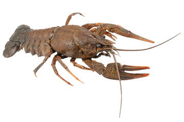 River crayfish or lobster isolated on white.