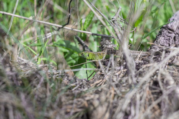 lizard in the grass