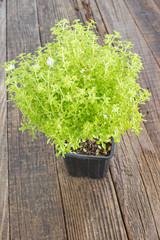 Greek bush basil plant on wooden background