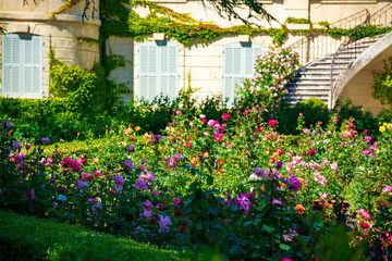 Blossom of colorful roses plants growing in castle garden in Provence, France
