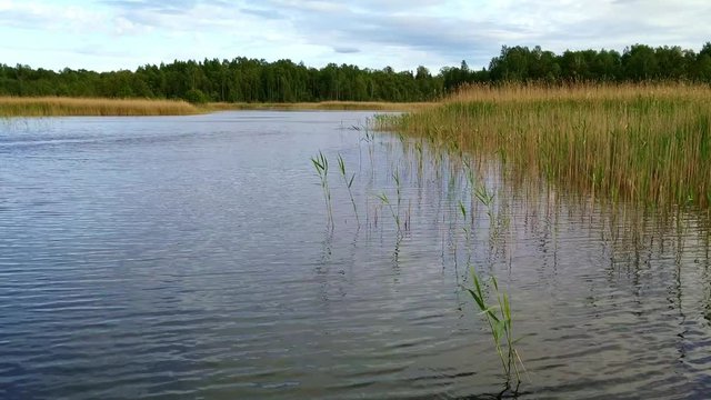 Cultivation of water Juncaceae flowering plants at Lake Kanieris, medium shot