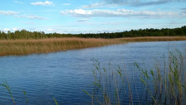 Thriving natural landscape of lagoon lake Kanieris in Kemeri, wide shot