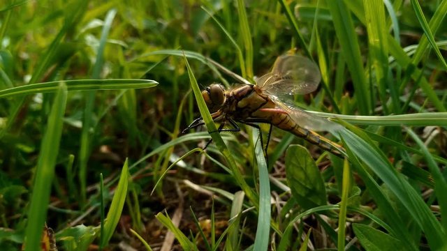 Idle dragonfly prey meal insect on a windy grass strand, close up shot