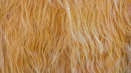 Tierfell mit langen Haaren