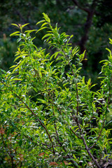 Young green almonds nuts riping on almond tree