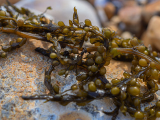 Seaweed (Sargassum muticum)