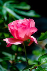 Big pink rose flower growing in garden