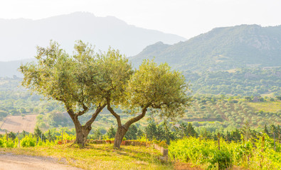 Green vineyards in the hills of the island of Sardinia in sunlight in spring