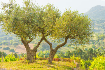 Green vineyards in the hills of the island of Sardinia in sunlight in spring