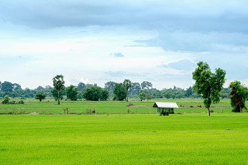 Rice Farm with a shelter
