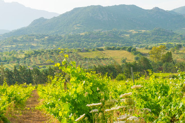 Green vineyards in the hills of the island of Sardinia in sunlight in spring