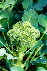 Healthy vegetables growing in garden, young green broccoli cabbage