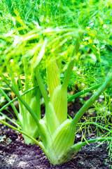 Healthy vegetables growing in garden, young green bulb of fennel plant