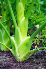 Healthy vegetables growing in garden, young green bulb of fennel plant