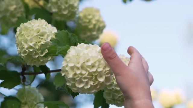 Child hand touchs blooming branch of Viburnum opulus Roseum in spring garden. Feeling spring. Sensitivity to nature. 