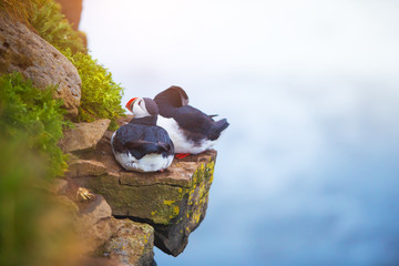 Cute iconic puffin birds, Iceland