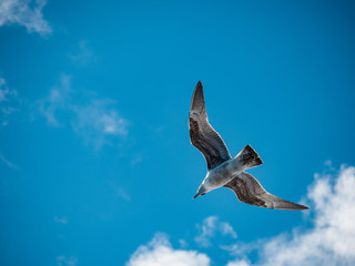 seagull in flight