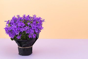 houseplant flowers background