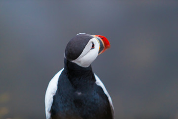 Cute iconic puffin bird, Iceland