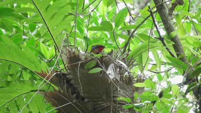 Pitta and the nest . Mangrove pitta bird flying high perching on  the nest edge on Rhizophora tree with crab for feeding their new born babies while the other parent flying out ,hd slow motion video. 
