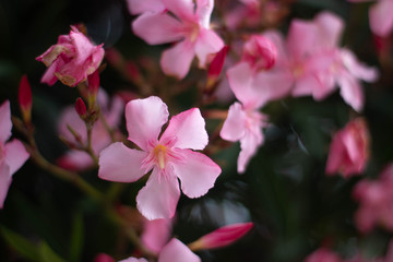 Nice pink flowers
