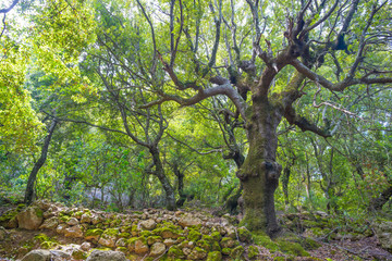 Scenic landscape of green hills and rocky mountains of the island of Sardinia in spring