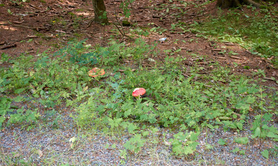 Pilz am Waldboden