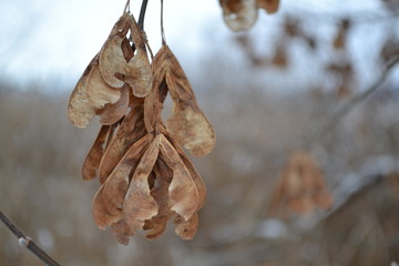 dried leaves