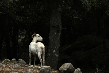Wild lebende Ziege auf Mallorca
