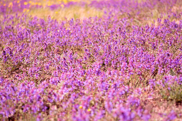 Small blue, purple flowers in the field on a beautiful background.