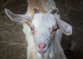 Fototapeta premium Portrait of a beautiful cute baby goat on the farm, livestock