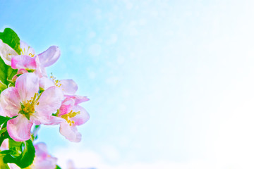 Obraz na płótnie Canvas Blossoming branch apple. Bright colorful spring flowers