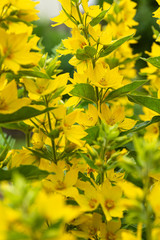 Obraz premium Spikes of bright yellow summer flowers