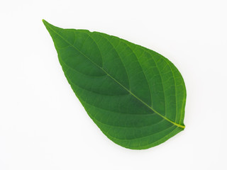 green leaf isolated on white background