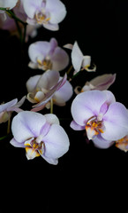 Naklejka na ściany i meble orchid flower, amazing shooting in black background with drops of waters on petals