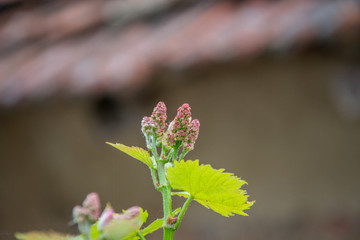 Small fresh green leaves of grapevine. Close-up of flowering grape vines, grapes bloom during day. Grape seedlings on a vine, small flower buds before they become fruits. Young sprouts. Grape branches