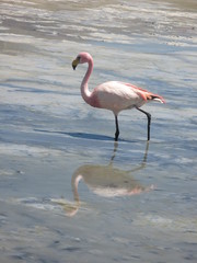 flamingo in der Atacama Wüste