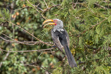 A Southern Yellow-billed Hornbill in a tree
