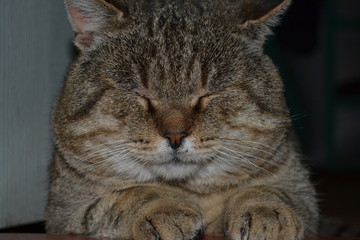 cat